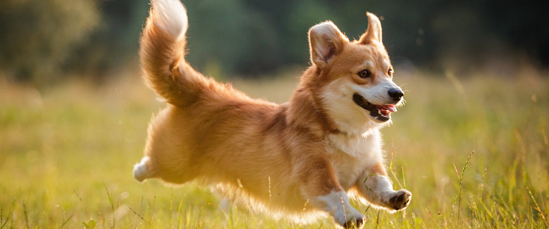 Cute corgi puppy names hotsell